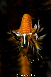 Crinoid Shrimp looking down the lens by Luke Gordon 